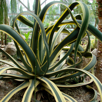 AGAVE DESMETTIANA VARIEGATED #15
