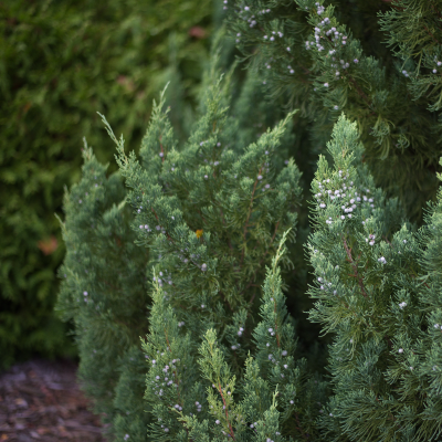 JUNIPER BLUE POINT #30