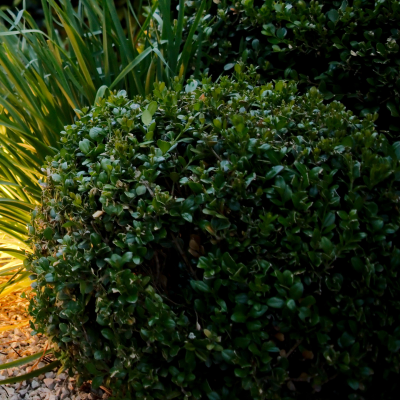 BOXWOOD FAULKNER #5