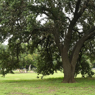 OAK LIVE 2" B&B