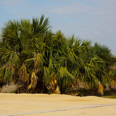 PALM TEXAS SABAL 6' CLEAR TRUNK B&B