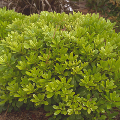 PITTOSPORUM DWARF #7