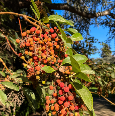 MADRONE CALIFORNIA #15