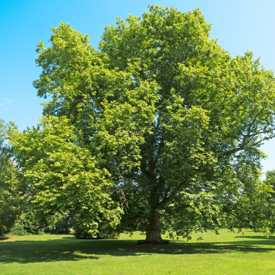 MEXICAN SYCAMORE 3 " B&B