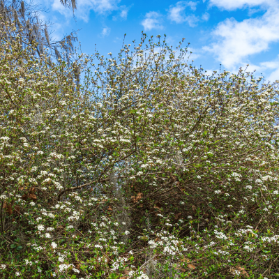 VIBURNUM WALTERS #3