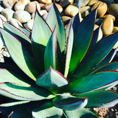 AGAVE BLUE GLOW #10  #15