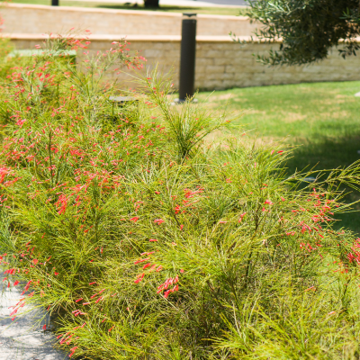 FIRECRACKER PLANT #5
