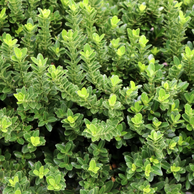 BOXWOOD GREEN VELVET #7