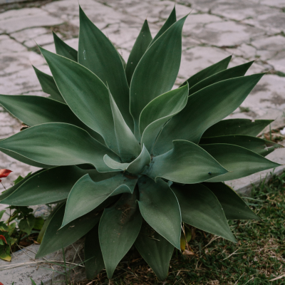 AGAVE FOXTAIL #5