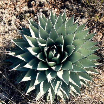 AGAVE HAVARDIANA 24" BOX