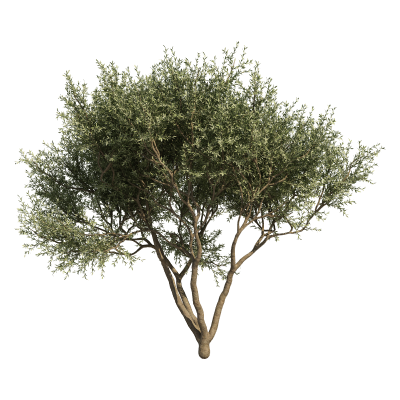 OLIVE FRUITLESS 48" BOX