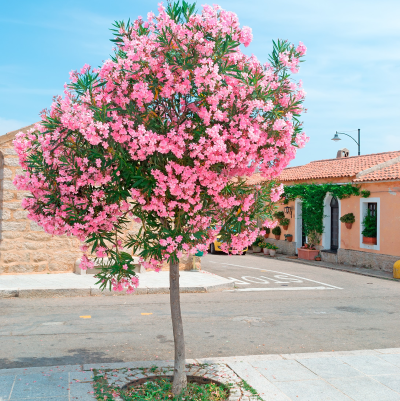 OLEANDER STANDARD #15