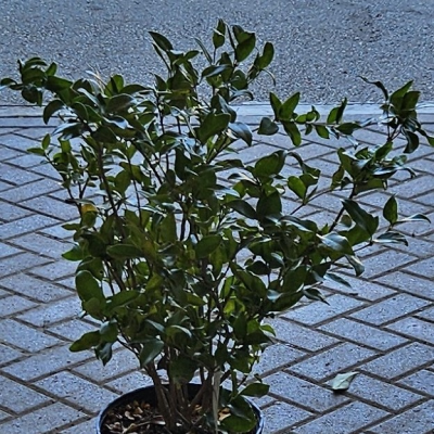 LIGUSTRUM RECURVE #3