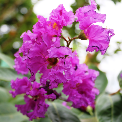 CREPE MYRTLE MAGIC PREMIUM #3