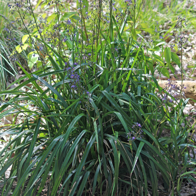 DIANELLA BLUE #1