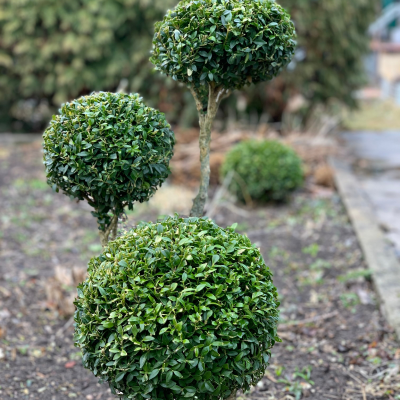 BOXWOOD 3 BALL POODLE #7