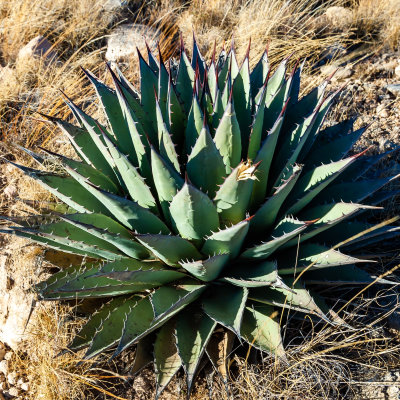 AGAVE PARRYI #3