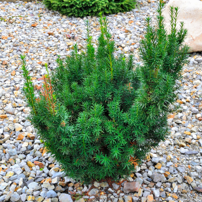 YEW TAXUS HICKS #10