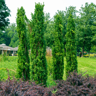 BOXWOOD GRAHAM 4' B&B