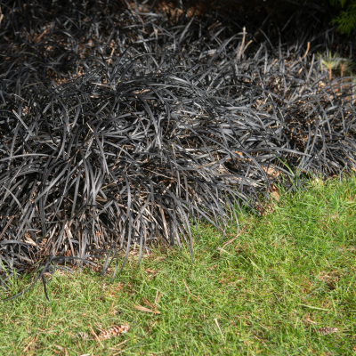 GRASS MONDO BLACK 4"