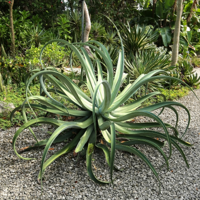 AGAVE OCTOPUS #5