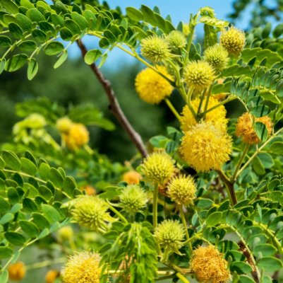 GOLDEN BALL LEAD TREE #30