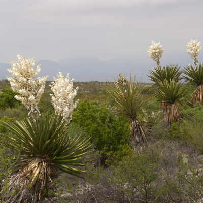 YUCCA GIANT WHITE DAGGER 5' -6 '