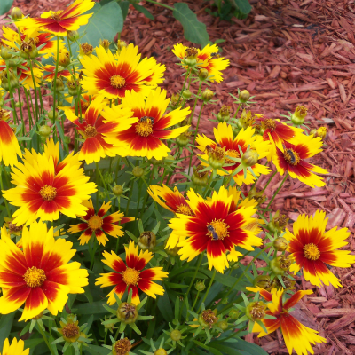 COREOPSIS #2 #3