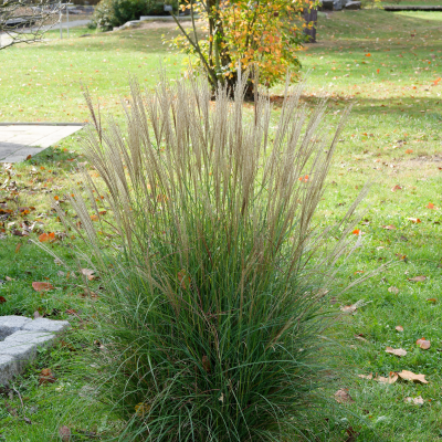 GRASS FEATHER REED #1