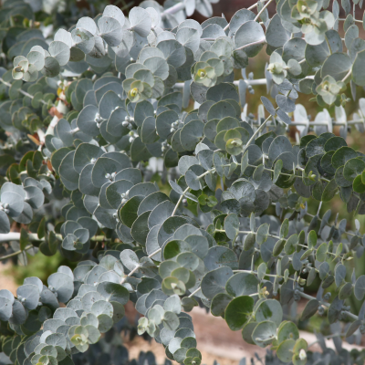 EUCALYPTUS #1