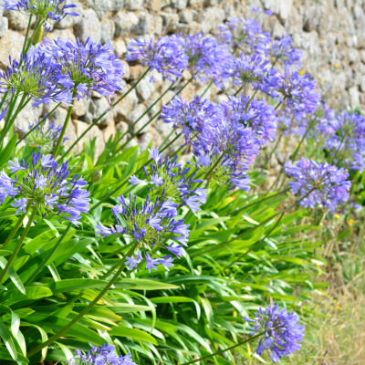 AGAPANTHUS #2 #3 MONROVIA