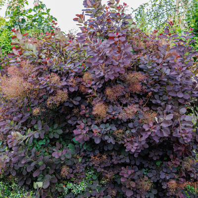 SMOKE TREE PURPLE #5 MONROVIA