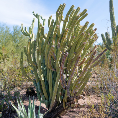 CACTUS TORCH #5