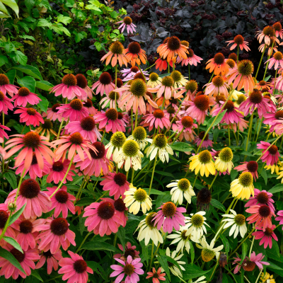 CONEFLOWER #2 #3