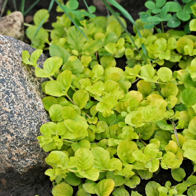 CREEPING JENNY #1