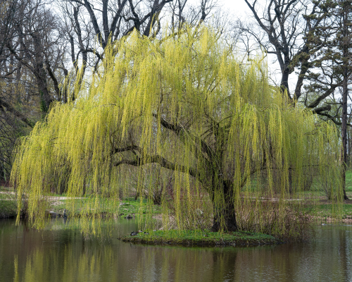 OAK WILLOW #45
