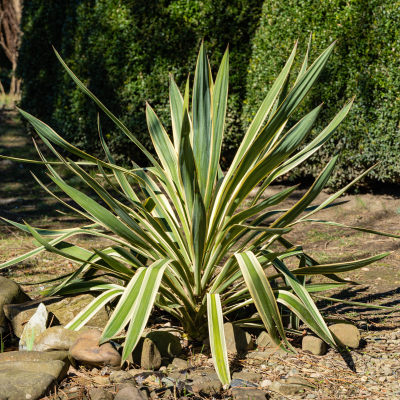 YUCCA SPANISH DAGGER VAR #3 #5