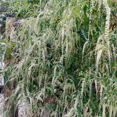 ALOYSIA SWEET ALMOND #1