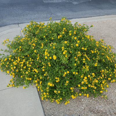 LANTANA NEW GOLD #1