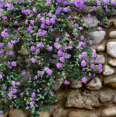 LANTANA PURPLE TRAILING #1