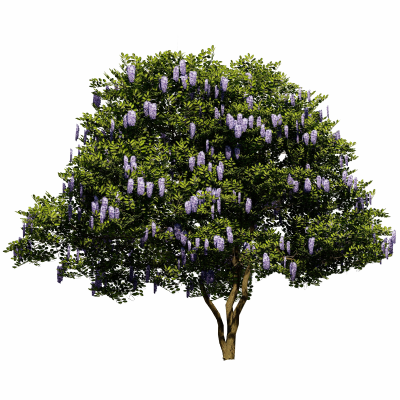 MOUNTAIN LAUREL 10' - 12' B&B