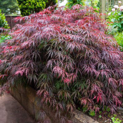 MAPLE JAPANESE CRIMSON QUEEN STANDARD #15 HIGH GRAFT