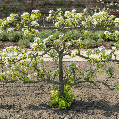 FRUIT APPLE ESPALIER #15 #20