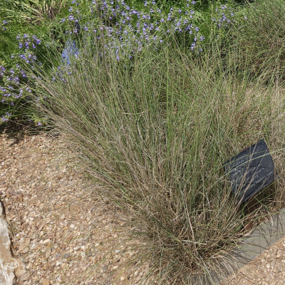 GRASS MUHLY SEEP #5