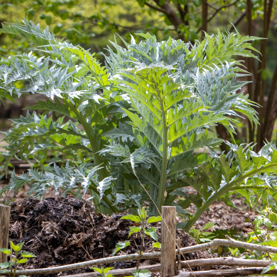 CARDOON #1