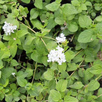 LANTANA WHITE #1