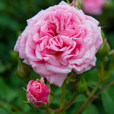 ROSE DRIFT SWEET BLUSHING #3