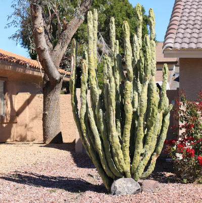 CACTUS TOTEM POLE #15