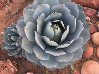 AGAVE ARTICHOKE #2