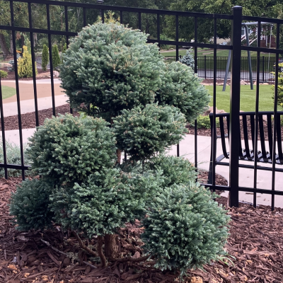 JUNIPER BLUE STAR #7 TOPIARY